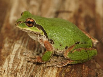 Pacific Tree Frog
