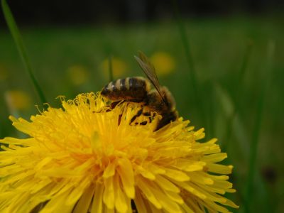 bee on dandilion