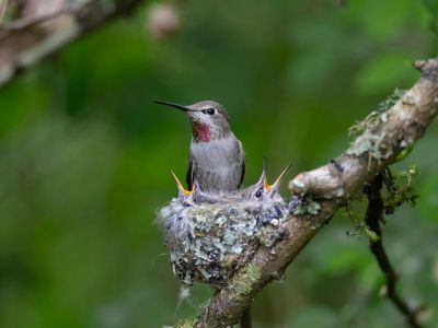 Anna's Hummingbird at nest